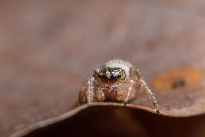 Close-up of spider