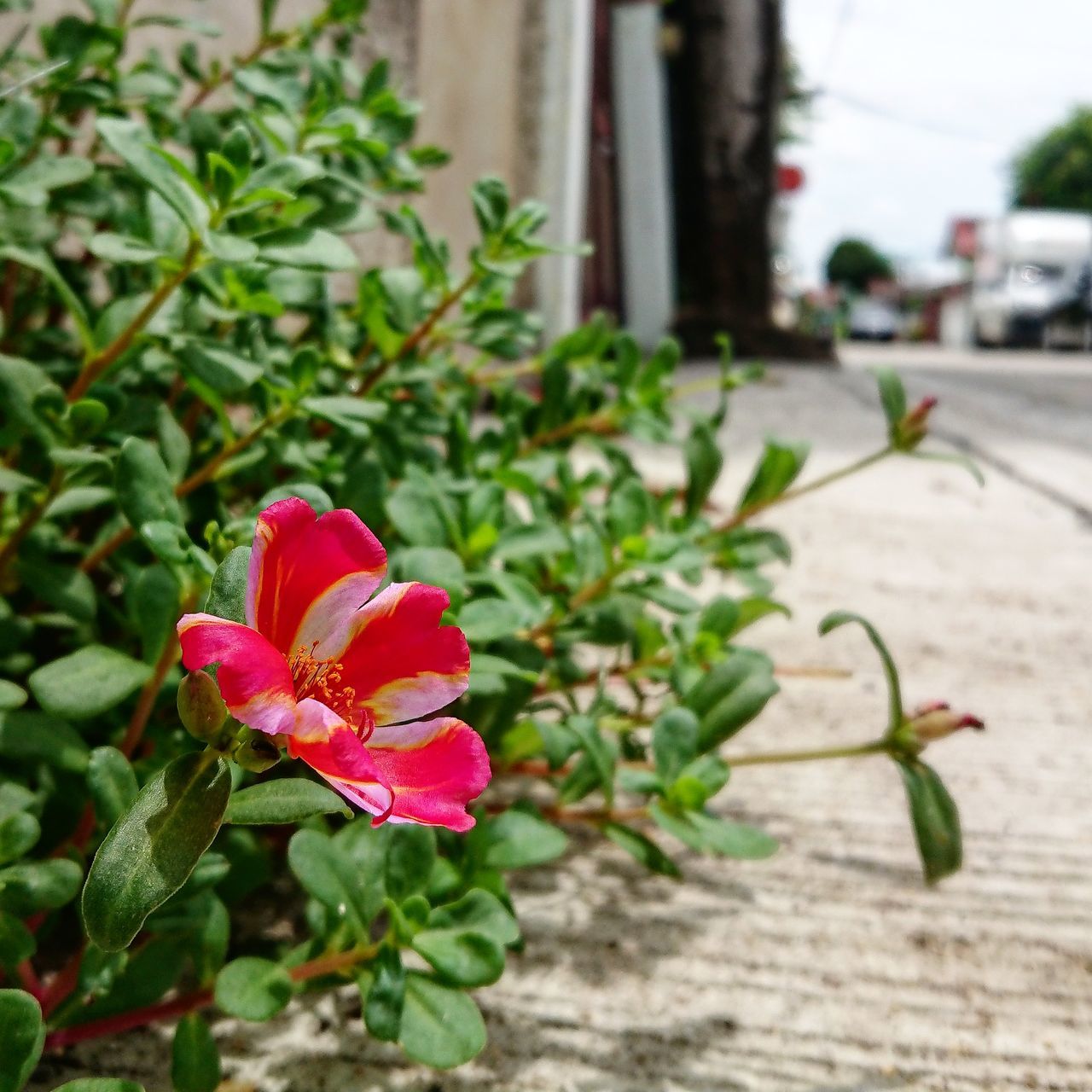 CLOSE-UP OF PINK FLOWER PLANT