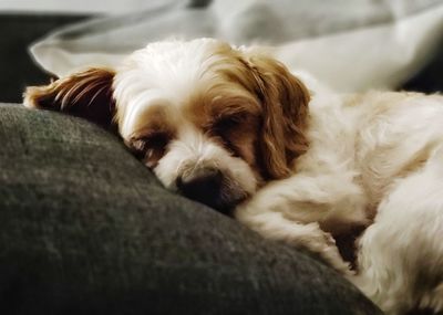 Close-up of dog sleeping on sofa at home