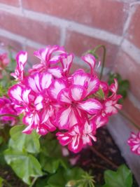 Close-up of pink flowering plant