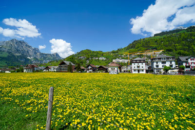 Yellow flowers growing on field by buildings against sky