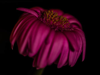 Close-up of pink flower against black background