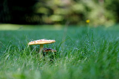 Mushrooms growing on grassy field