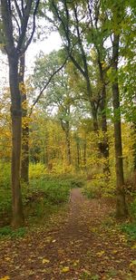 Trees growing in forest during autumn