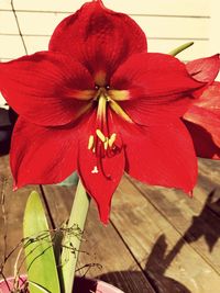 Close-up of red hibiscus blooming outdoors