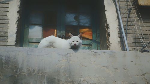 Portrait of dog on window