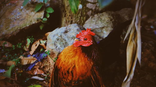 View of a rooster