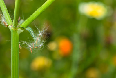 Close-up of flowering plant