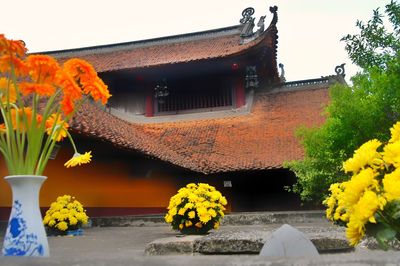 Yellow flowering plants by building against sky