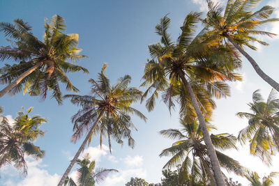 Low angle view of palm trees against blue sky