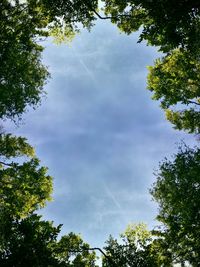 Low angle view of trees against sky
