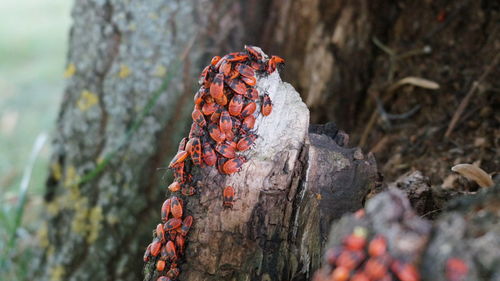 Close-up of insect on tree trunk