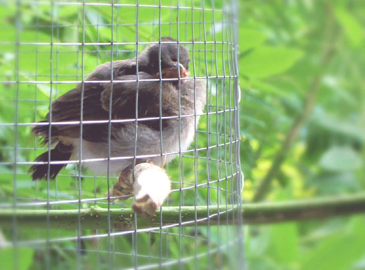 cage, animal themes, animals in captivity, bird, metal, birdcage, one animal, no people, animal wildlife, trapped, nature, day, close-up, outdoors, mammal