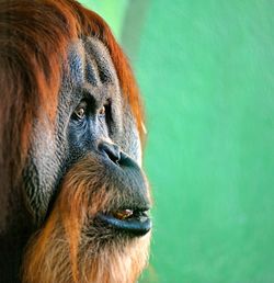 Close-up of monkey orang utan