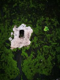 View of green tree on grass