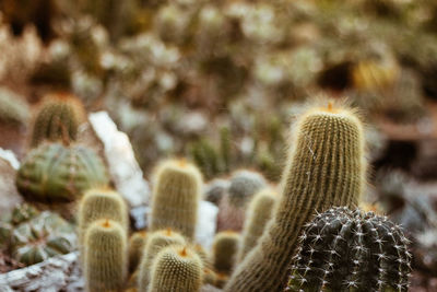 Close-up of succulent plant on field