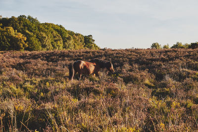 View of an animal on field