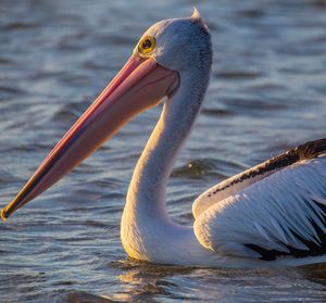 Close-up of pelican swimming in ocean
