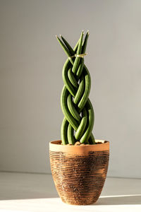 A green cozy plant, woven into a pigtail.