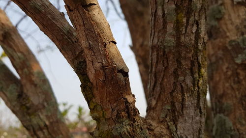 Close-up of tree trunk against sky