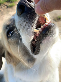 Close-up of a dog