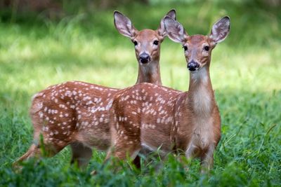 Portrait of deer
