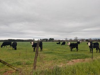 Cows grazing in field