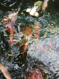 High angle view of koi carps swimming in lake