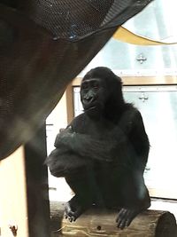 Monkey eating while sitting on floor