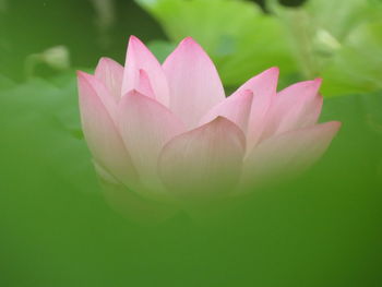 Close-up of pink lotus in pond