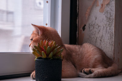 Close-up of a cat looking away