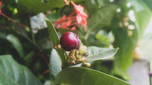 Close-up of fruits on tree
