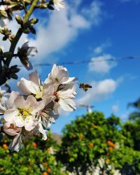 Bee hovering on white flowers against sky