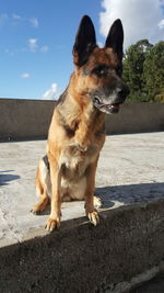 Dog on rock against sky