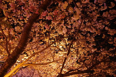 Close-up of cherry blossom tree during autumn