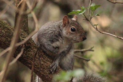 Close-up of squirrel on tree