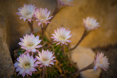 Close-up of purple flowering plants