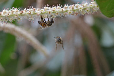 Close-up of bee on flower