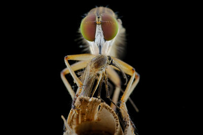 Close-up of insect