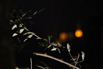 Close-up of plant at night