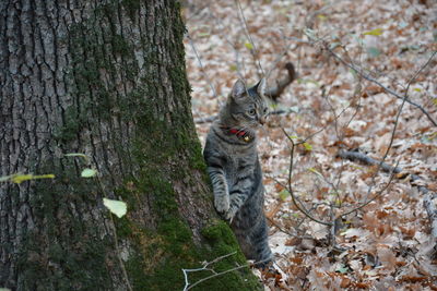 Portrait of cat on tree trunk