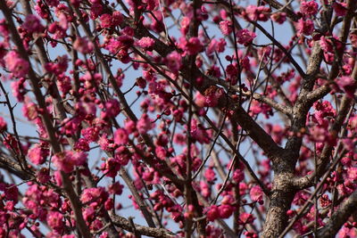 Low angle view of cherry blossom tree