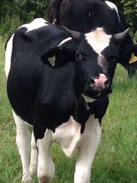 Close-up of cow standing on field