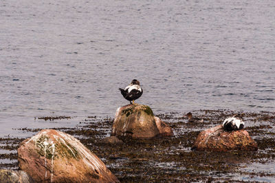 Bird perching on swimming in lake