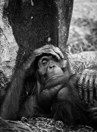 High angle portrait of monkey lying on grassy field