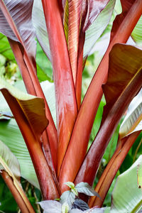 Close-up of plant