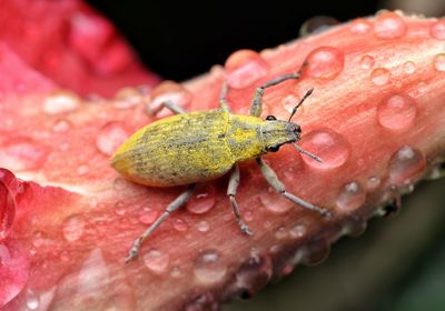 Close-up of insect on flower