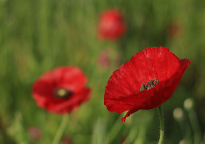 Close-up of red poppy flower