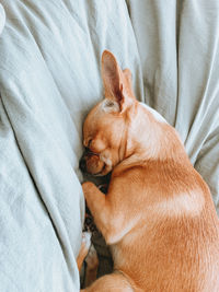 High angle view of dog resting on bed at home