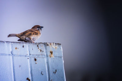 Close-up of bird perching on wall